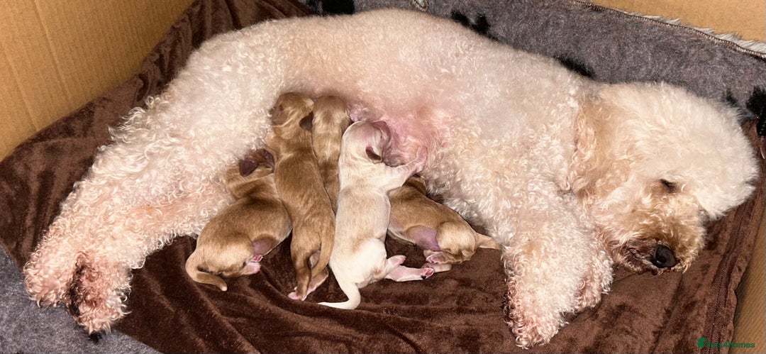 Mixed Breed dogs for sale: Stunning Cockapoo / Doodle  Puppies - Advert 11