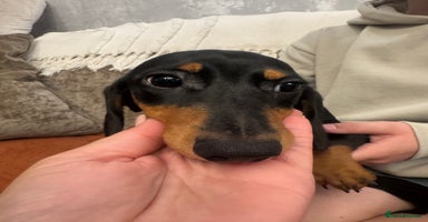 Miniature Dachshund dogs - Advert 6