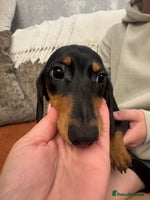 Miniature Dachshund dogs - Advert 6