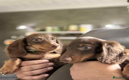 Miniature Dachshund dogs for sale: Last Longhaired miniature dachshund boy  - Image 5