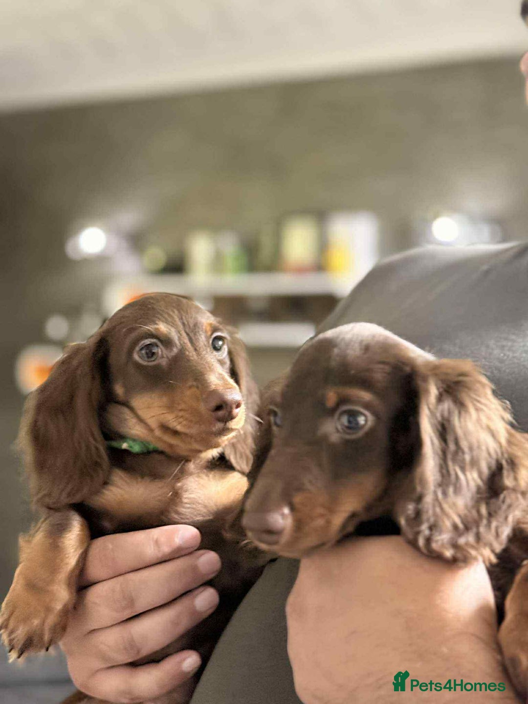 Miniature Dachshund dogs for sale: Last Longhaired miniature dachshund boy  - Image 5