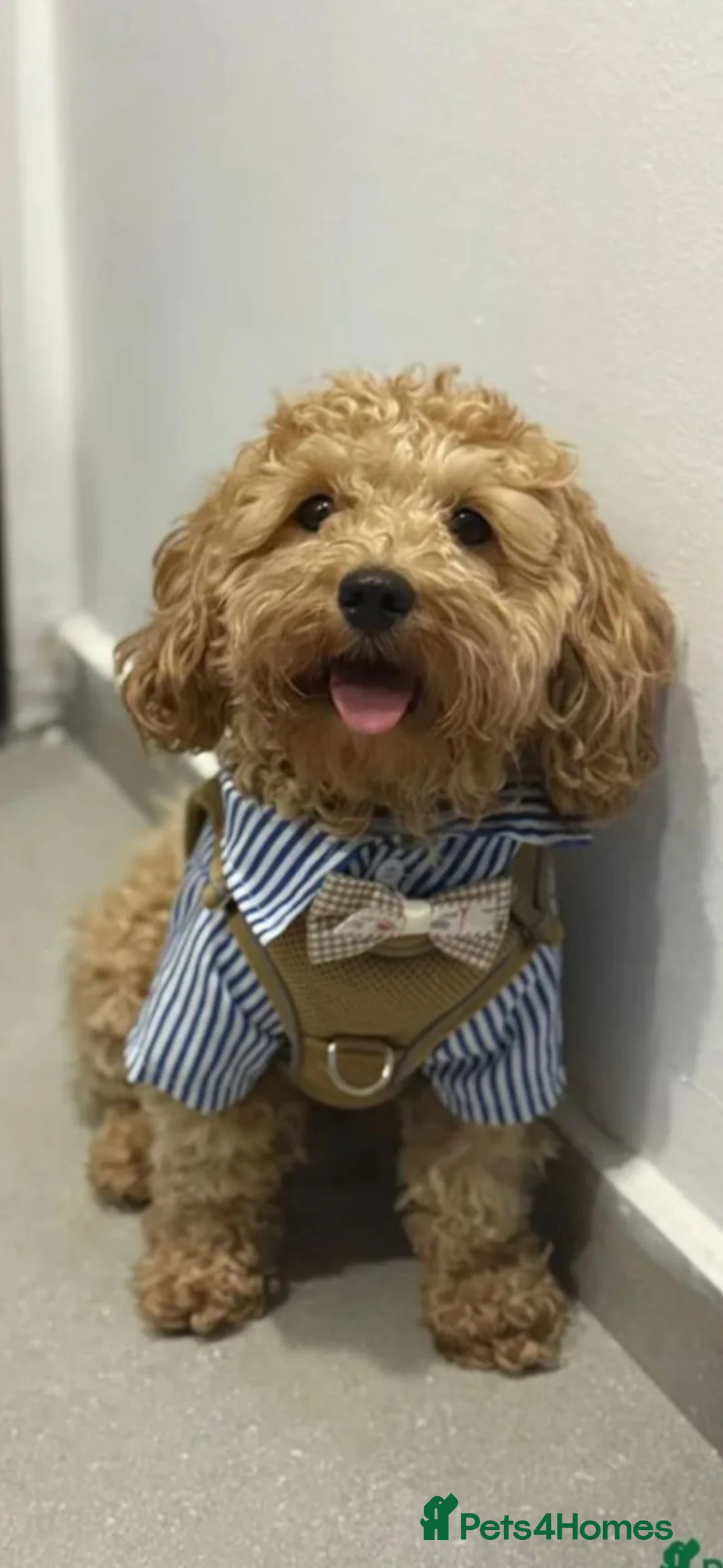 Mixed Breed dogs for sale: STUNNING TOY MALSHIPOO LITTER JUST BORN 22ndFEB - Advert 4