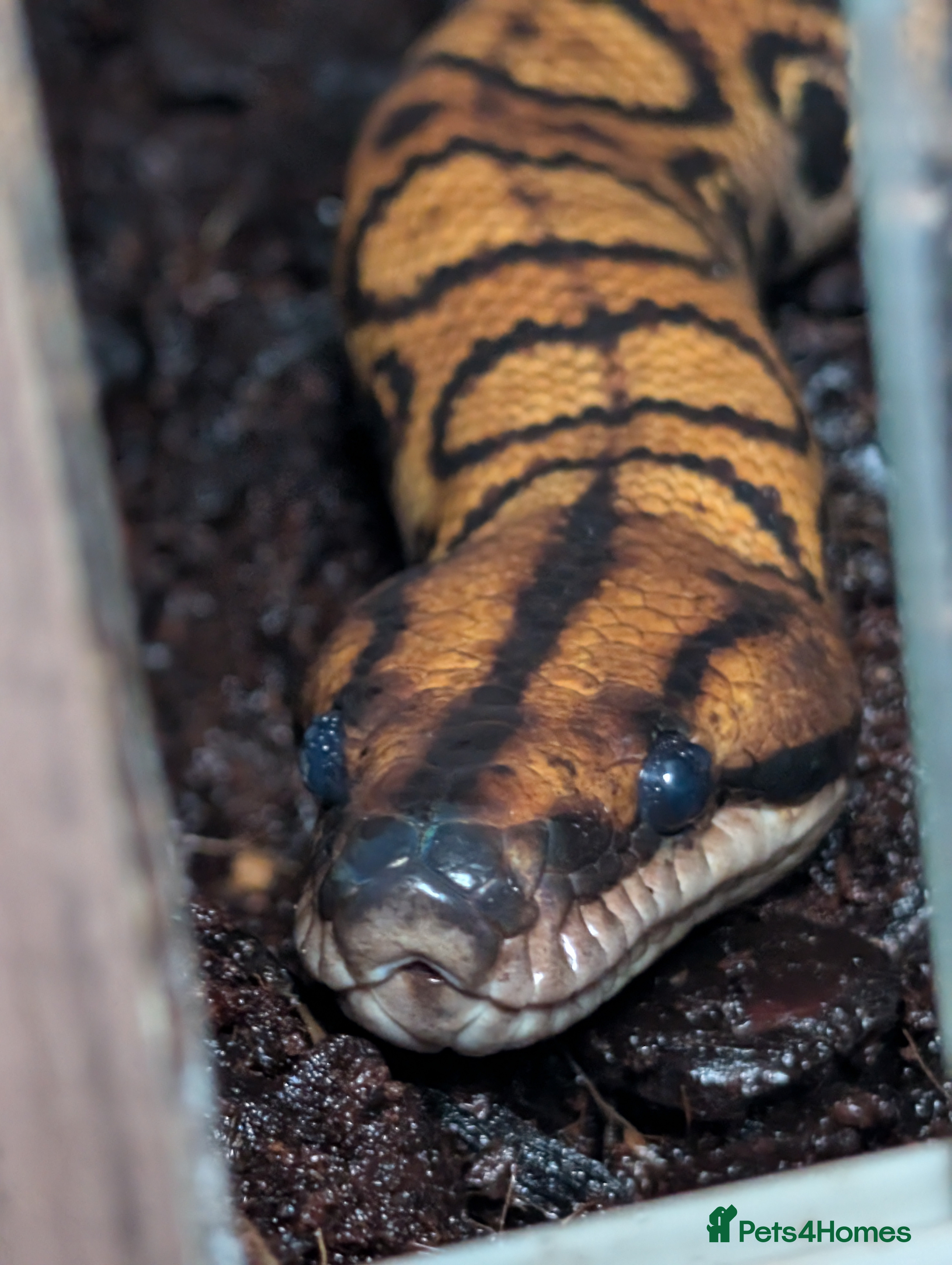 Boa Snake reptiles Stunning Brazilian rainbow boa - Advert 11