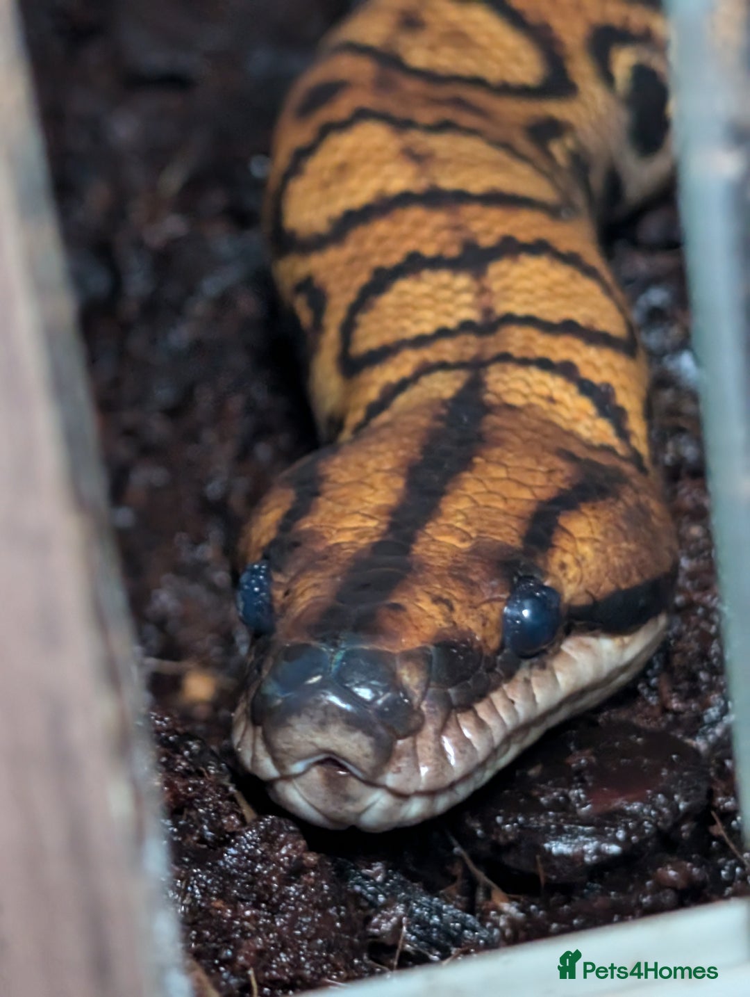 Boa Snake reptiles for sale: Stunning Brazilian rainbow boa - Advert 1