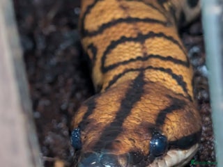 Boa Snake reptiles Stunning Brazilian rainbow boa - Advert 1