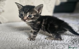 Persian cats for sale: PersianXTortoiseshell Crossbreed Kittens - Image 11