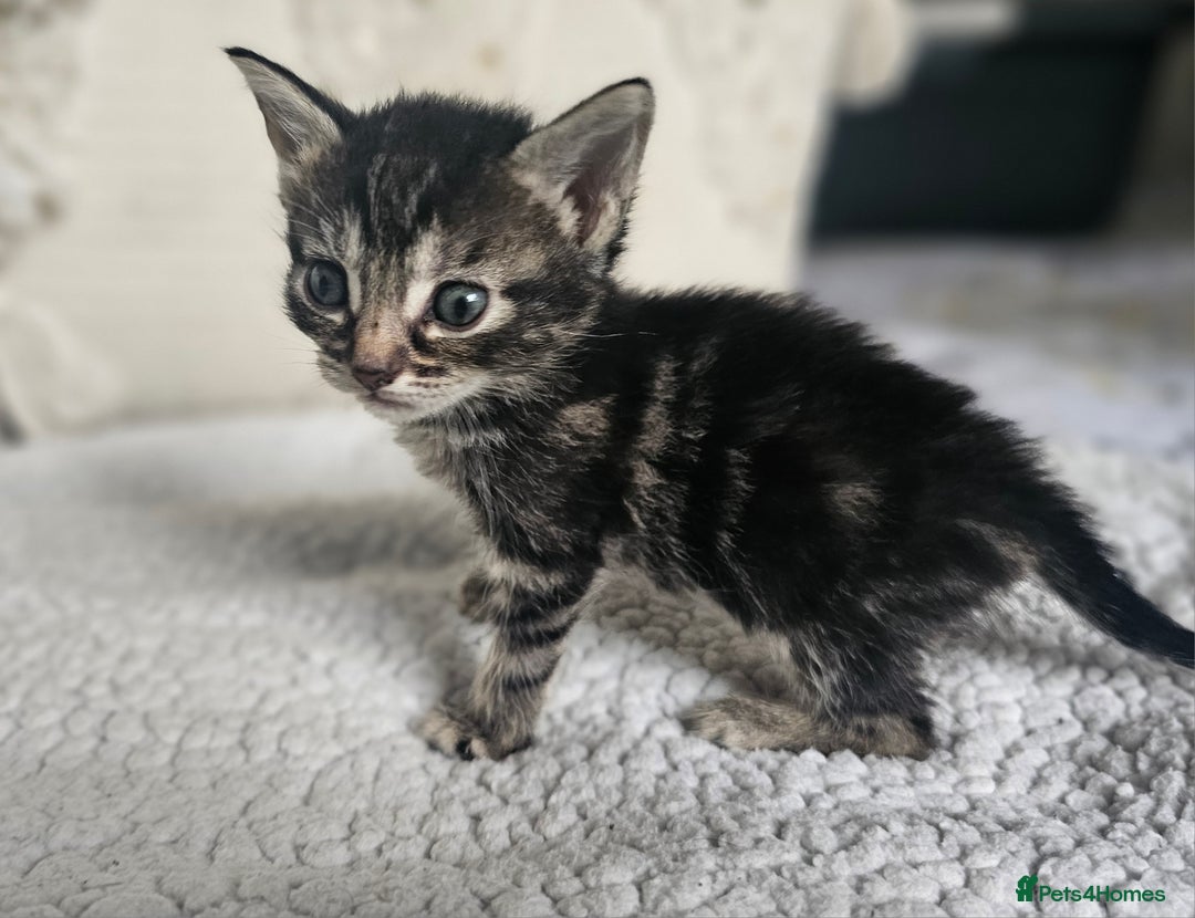 Persian cats for sale: PersianXTortoiseshell Crossbreed Kittens - Image 11
