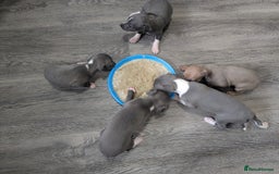Italian Greyhound dogs for sale: Beautiful KC registered ITALIAN GREYHOUNDS  - Image 5