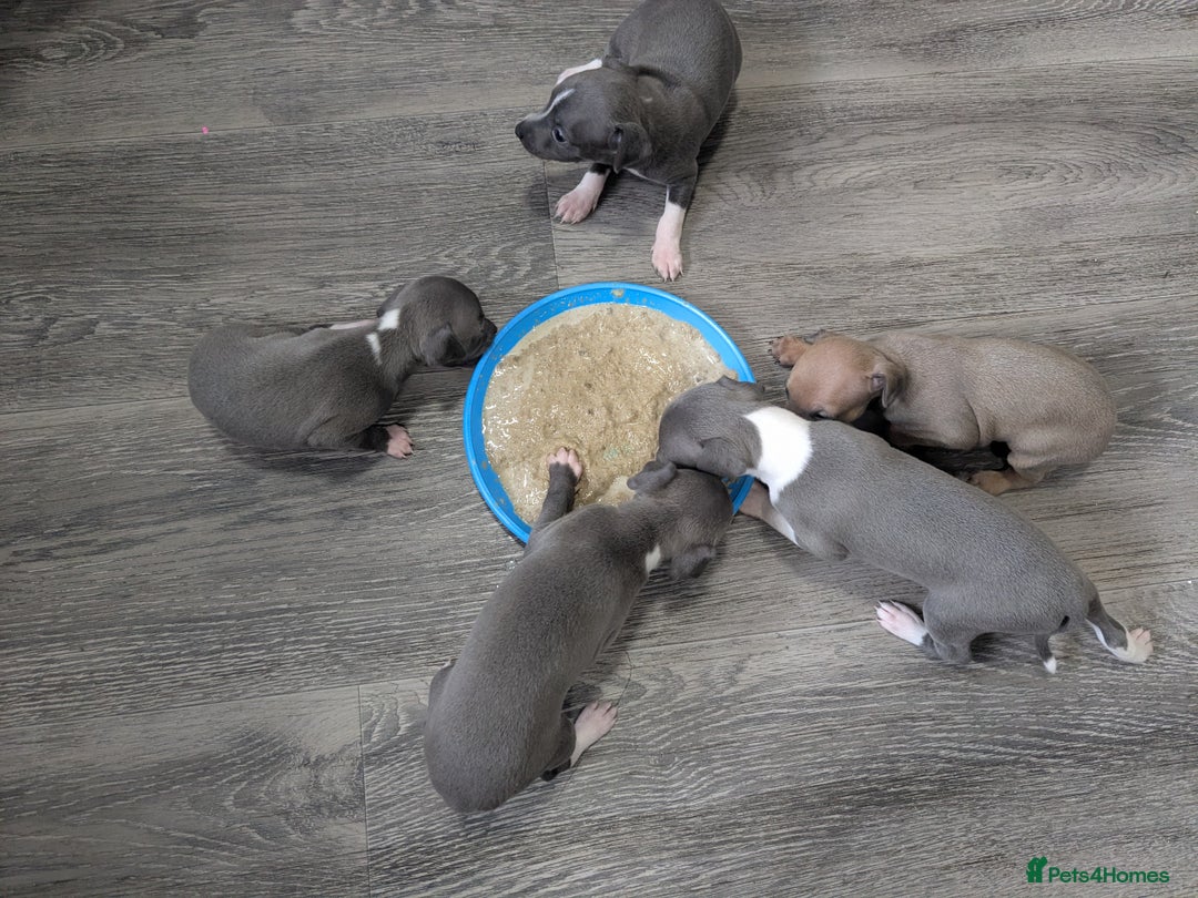 Italian Greyhound dogs for sale: Beautiful KC registered ITALIAN GREYHOUNDS  - Image 5