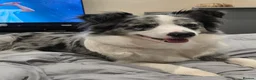 Border Collie dogs for sale: Bossman - Advert 3