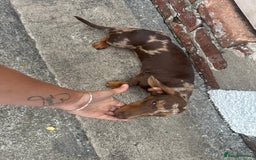 Miniature Dachshund dogs for sale: Miniature chocolate dapple male dachshund pup - Image 6