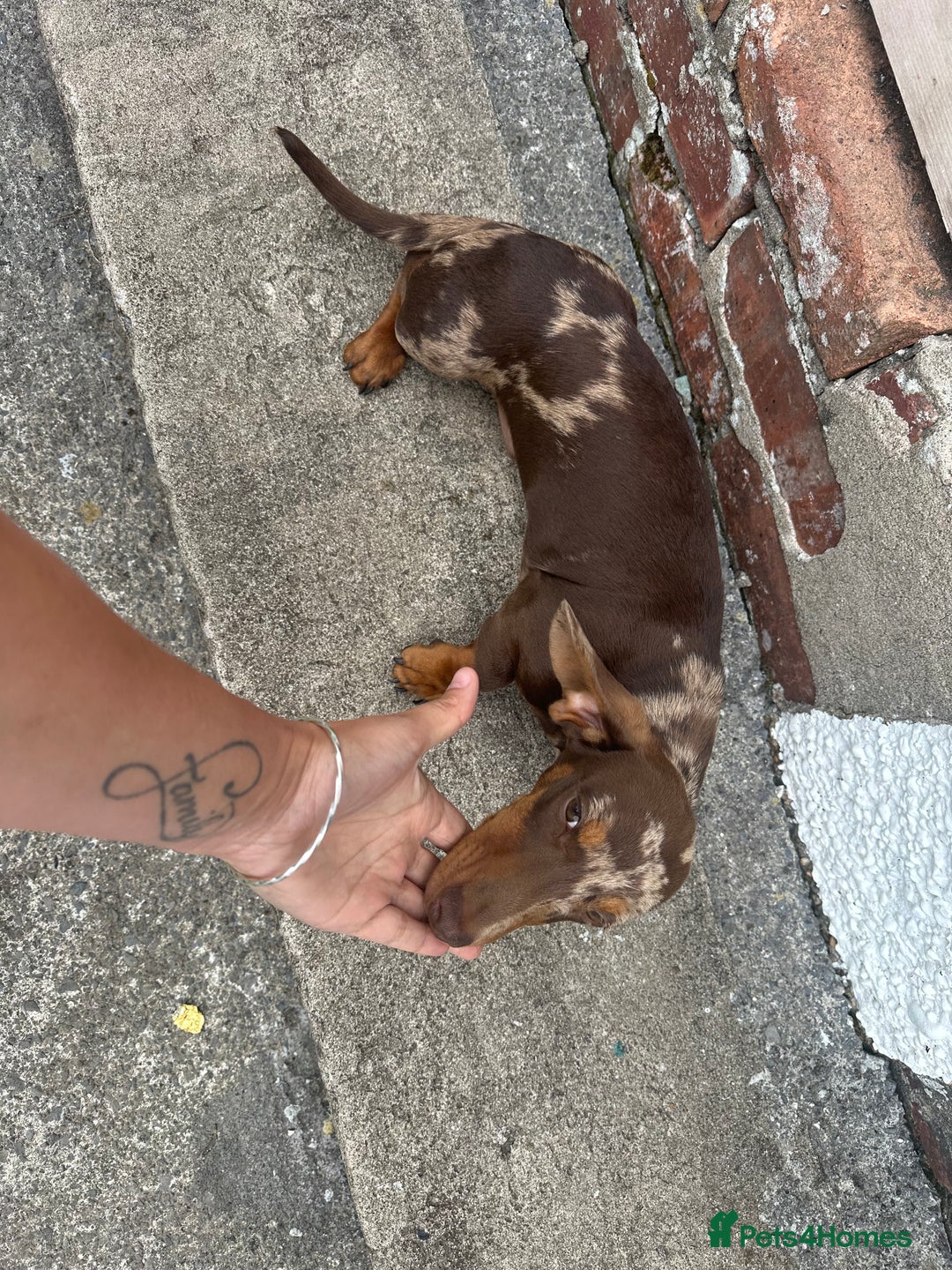 Miniature Dachshund dogs for sale: Miniature chocolate dapple male dachshund pup - Image 6