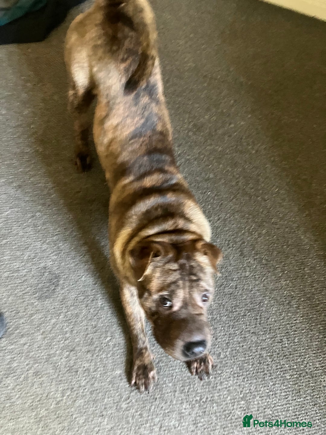 Mixed Breed dogs for stud: Sharpei x staffy  - Advert 7