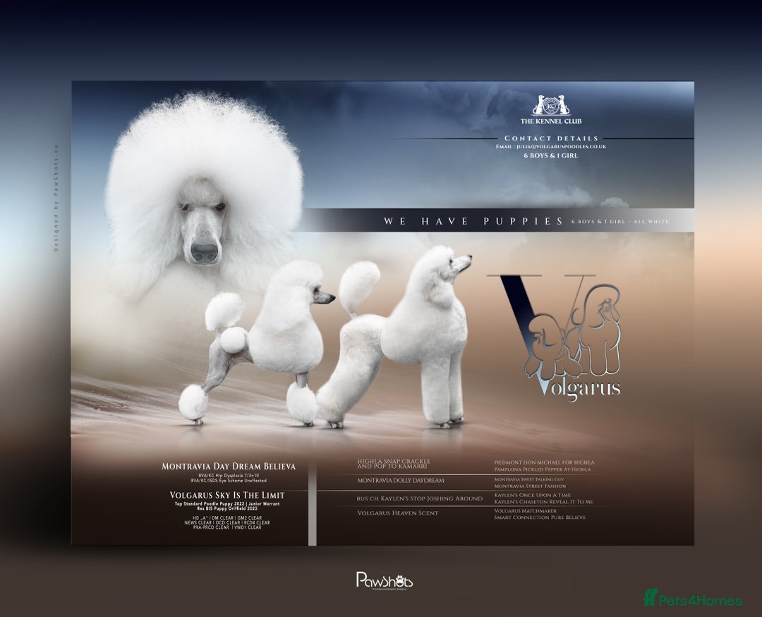 Standard Poodle dogs for sale: It has to be ALL WHITE Standard Poodle Puppies - Image 5