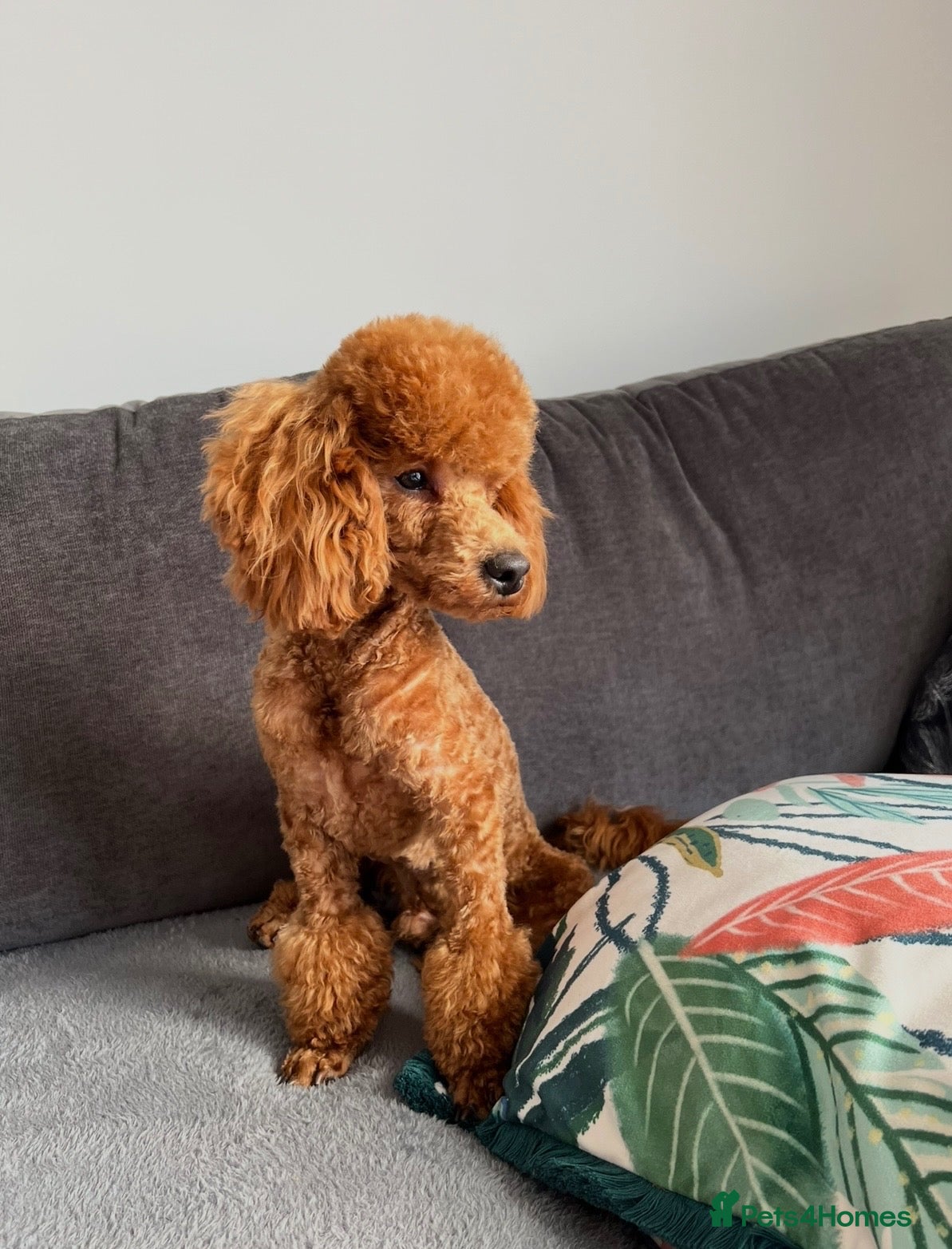 Toy Poodle dogs for sale: Red Toy poodle 🐩❤️ - Advert 2