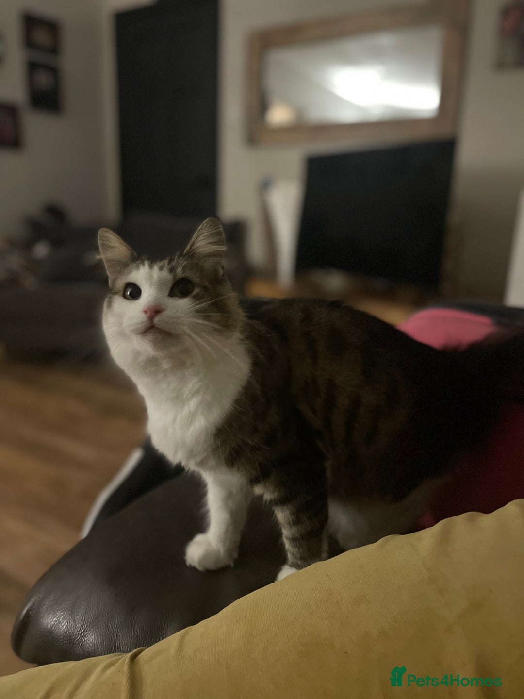 Mixed Breed cats for sale: four Gorgeous kittens looking for a loving home  - Image 7