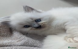 Ragdoll cats for sale: Beautiful Ragdolls  - Image 2