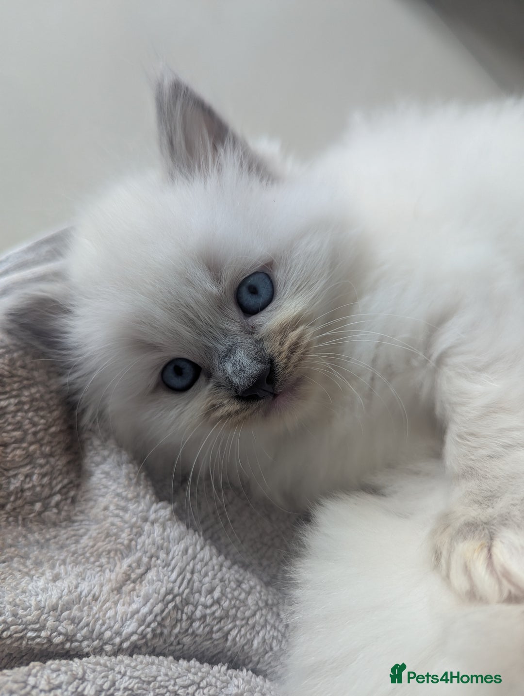 Ragdoll cats for sale: Beautiful Ragdolls  - Image 2