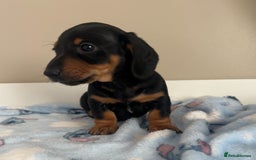 Miniature Dachshund dogs for sale: Stunning miniature dachshund  - Image 4
