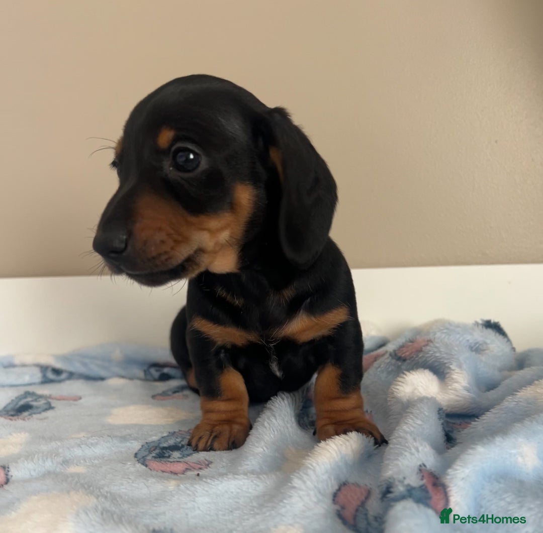 Miniature Dachshund dogs for sale: Stunning miniature dachshund  - Image 4