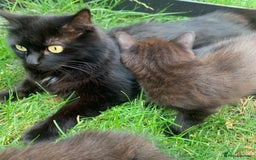 Mixed Breed cats for sale: Kitten for sale  - Image 4