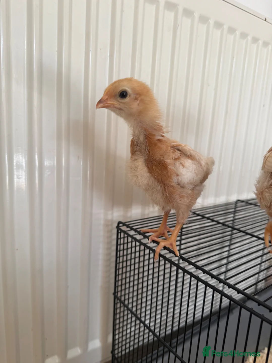 Mixed Breed birds for sale: Two female baby chicks  in London - Advert 2