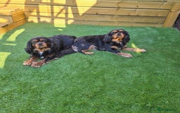 Cavalier King Charles Spaniel dogs for sale: CKCS puppies - Image 5