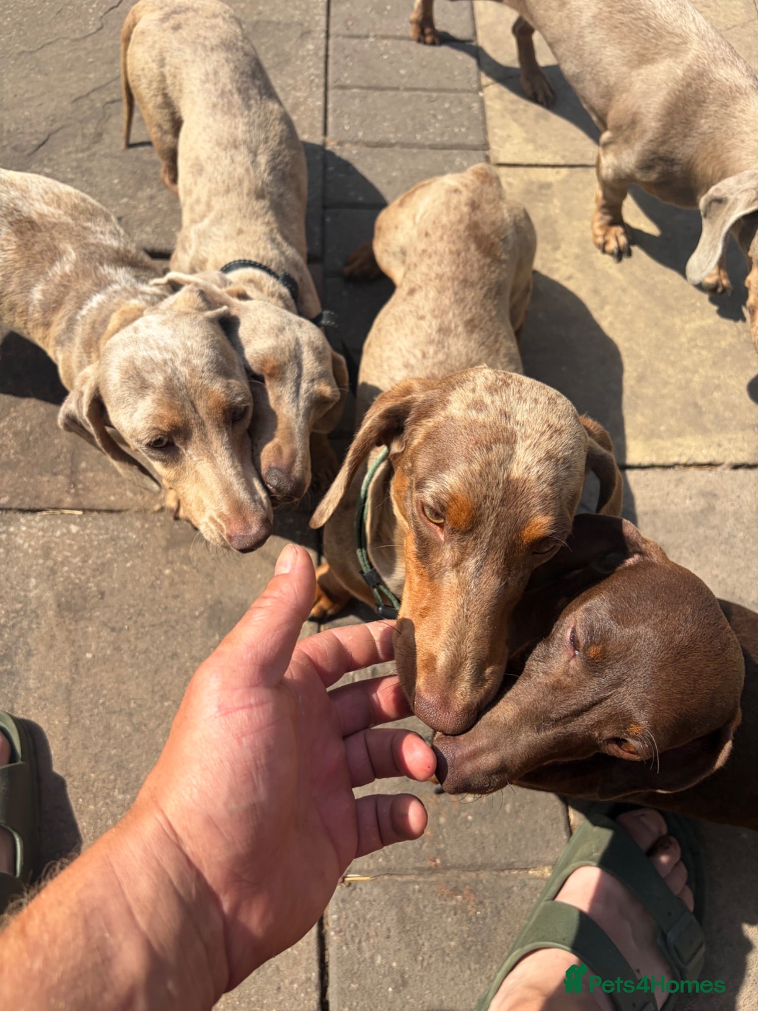Miniature Dachshund dogs Chocolate dapple cream carrier  - Advert 1