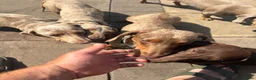 Miniature Dachshund dogs for stud: Chocolate dapple cream carrier  - Advert 1