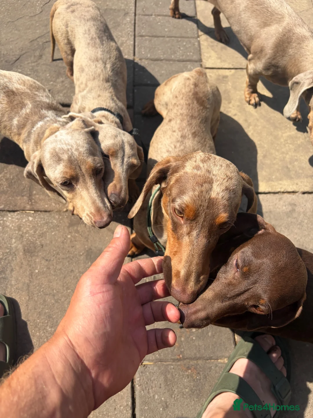Miniature Dachshund dogs for stud: Chocolate dapple cream carrier  - Advert 1