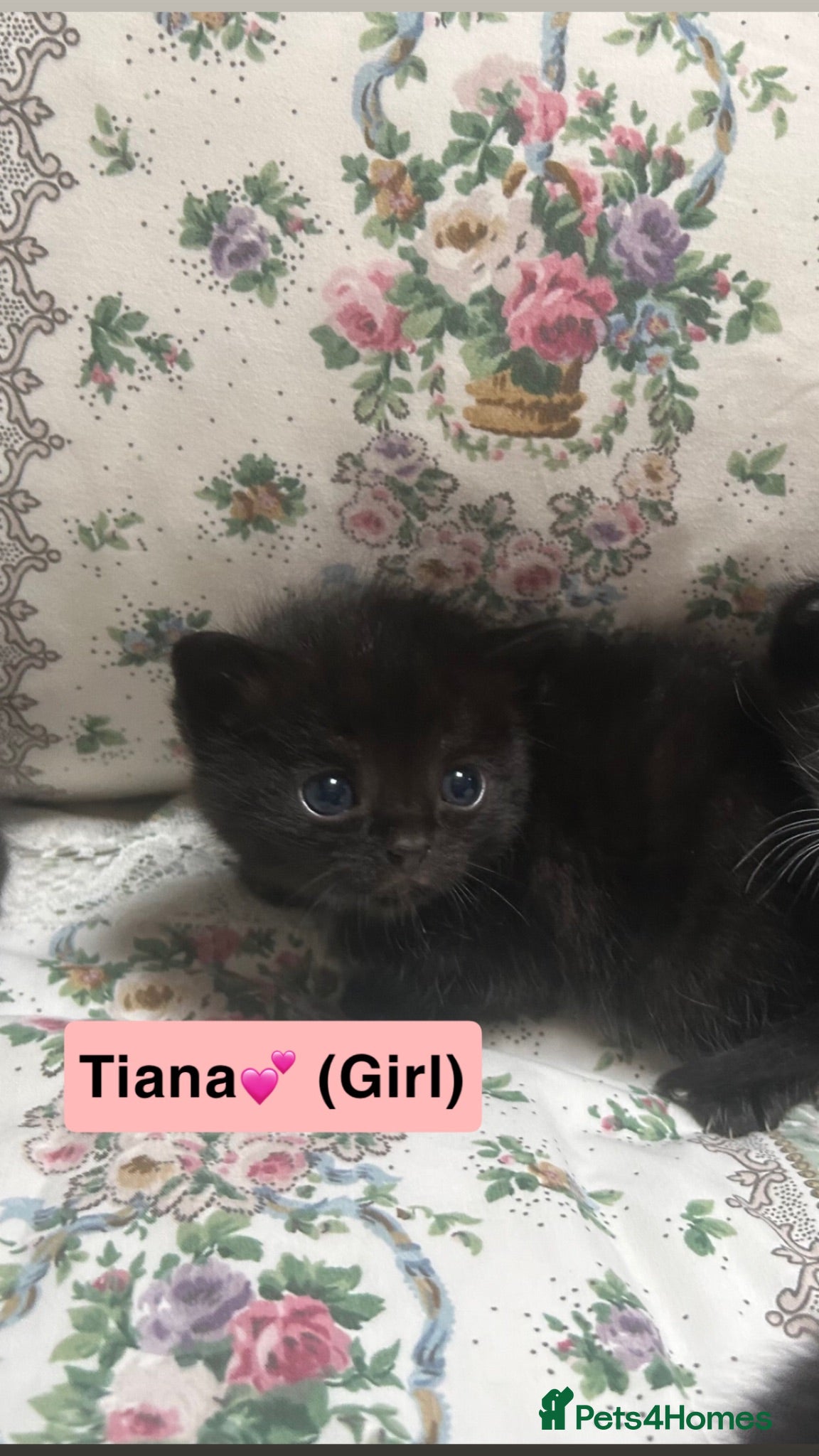 Mixed Breed cats Only 3 left kittens Wanting forever homes🥹💕 - Advert 10