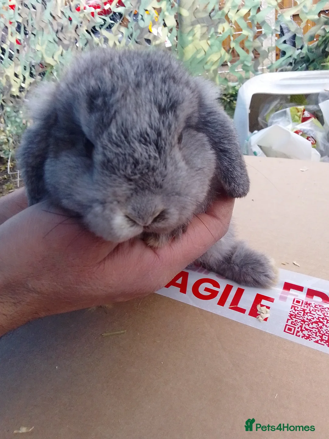 Mini Lop rabbits for sale: Beautiful blue mini lop bunnies ready to go  - Advert 3