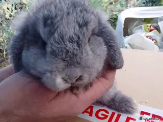 Mini Lop rabbits Beautiful blue mini lop bunnies ready to go - Advert 4