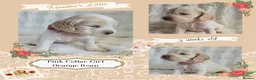 Cocker Spaniel dogs for sale: Pedigree Cocker Spaniel Puppies  - Advert 9
