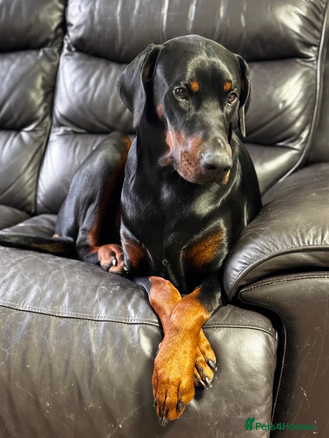 Dobermann dogs for sale: Fully Trained, KC registered Doberman - Advert 1