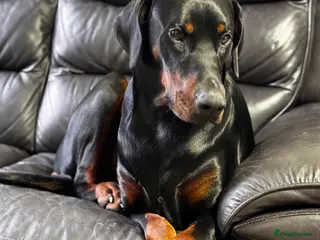 Dobermann dogs Fully Trained, KC registered Doberman - Advert 4