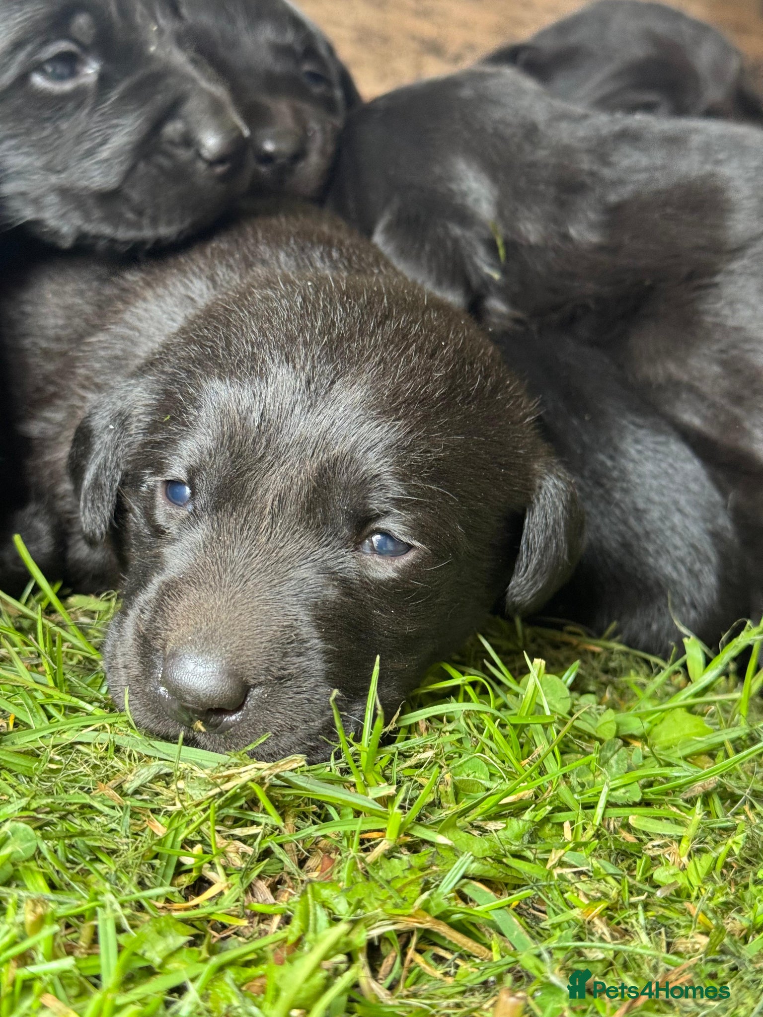 Labrador Retriever dogs for sale: Lovely working labrador puppies  in Bedale - Advert 3