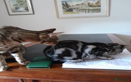 Savannah cats for sale: Full Pedigree & TICA Reg Marble Savannah Kitten - Image 12