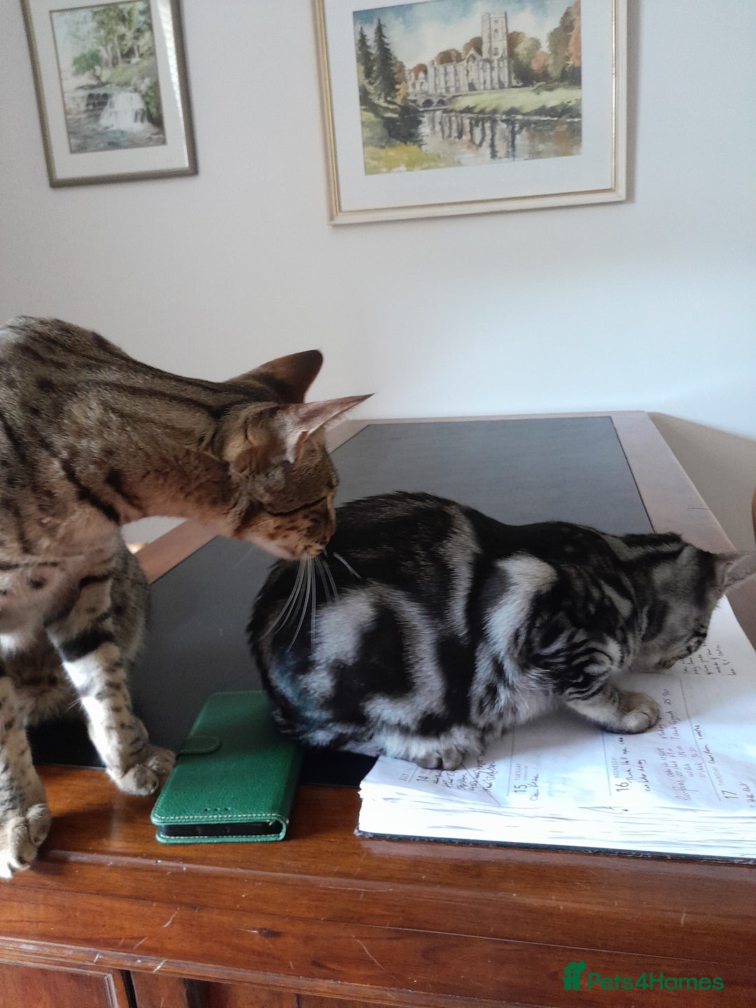 Savannah cats for sale: Full Pedigree & TICA Reg Marble Savannah Kitten - Image 12