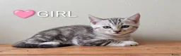 Bengal cats for sale: TICA Registered Bengal Kittens|Health Tested ❤️ - Advert 6