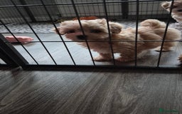 Maltipoo dogs for sale: F1 Maltipoo puppies 🐶 Just 2 girls remaining  - Advert 28