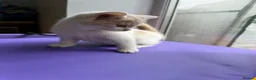 Mixed Breed cats for sale: 4 STUNNING KITTENS READY FOR A LOVING HOME - Advert 8