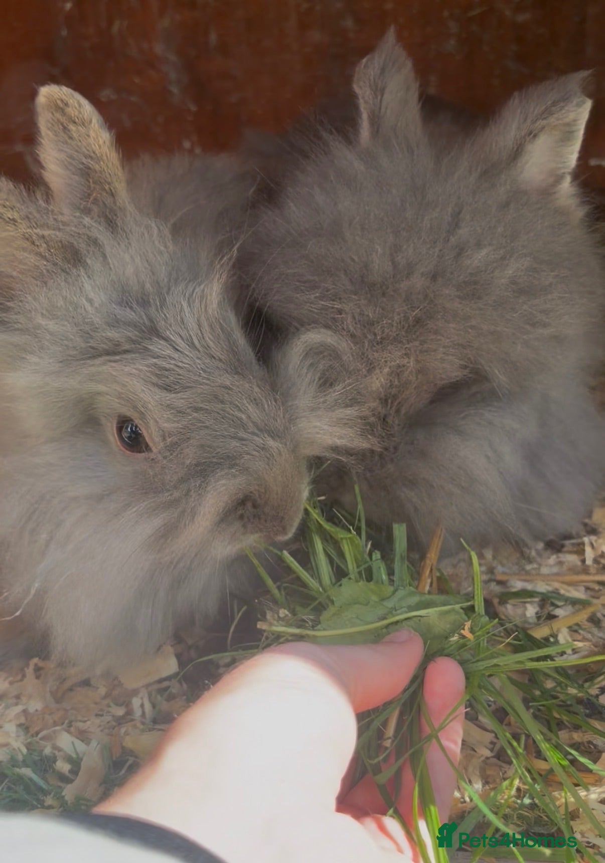 Mixed Breed rabbits rabbits  - Advert 21