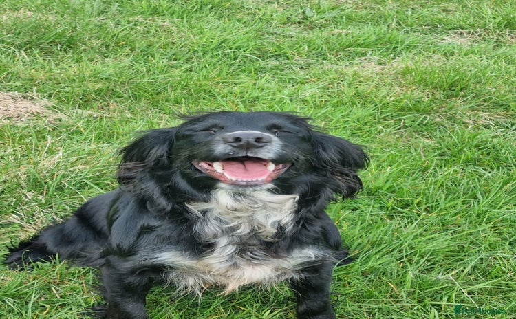 Cocker Spaniel dogs - Advert 5