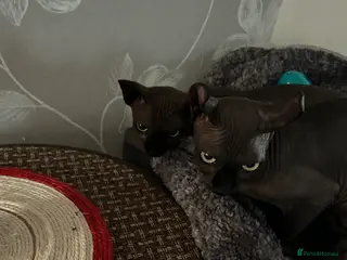 Sphynx cats Meet aria and raven looking for there forever home - Advert 1