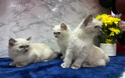 Ragdoll cats for sale: TICA Registered Magnificent Ragdoll kittens  - Image 4