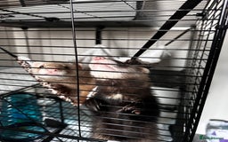 Ferret rodents for sale: 2 Hobs - Image 6