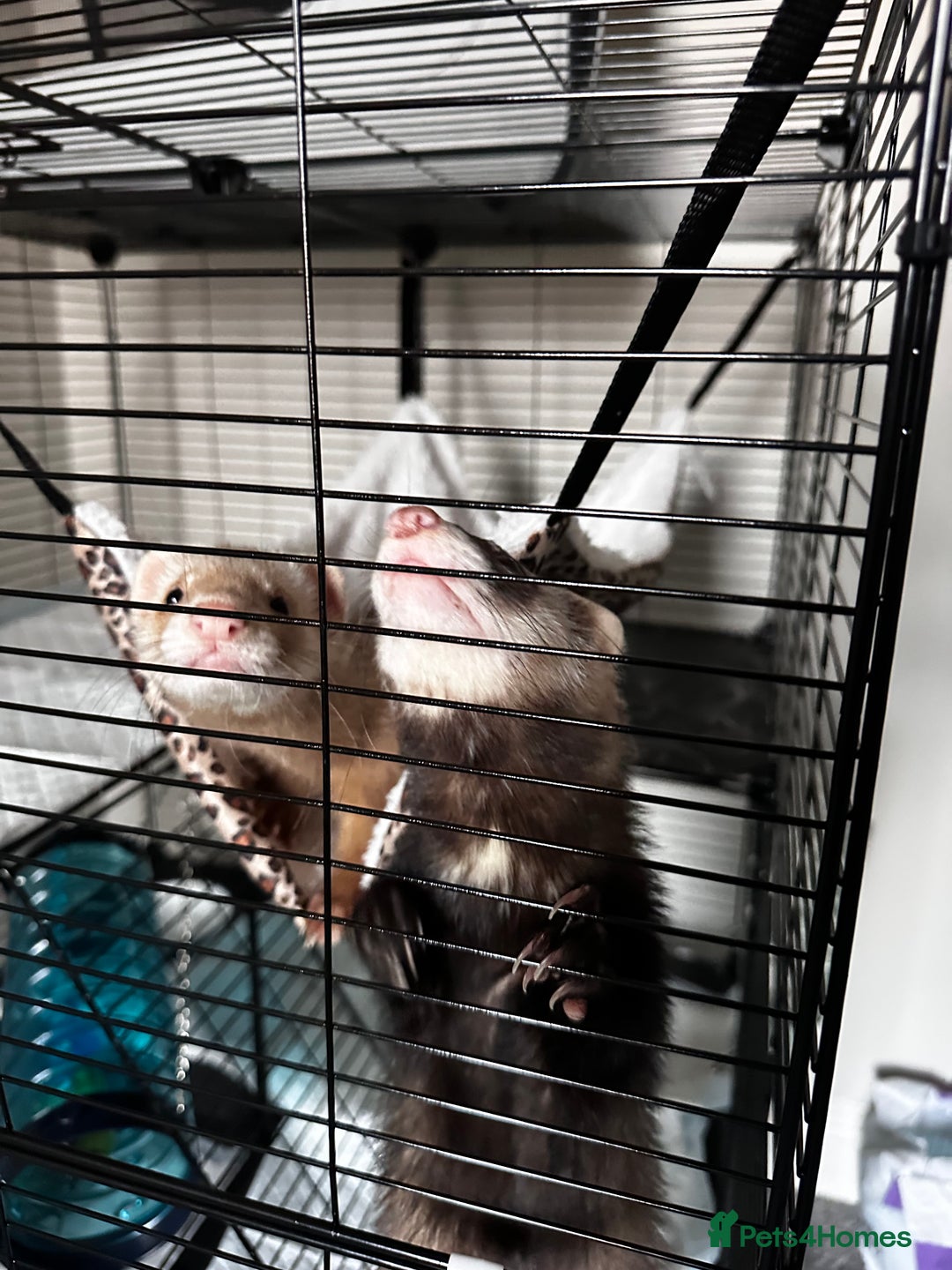 Ferret rodents for sale: 2 Hobs - Image 6