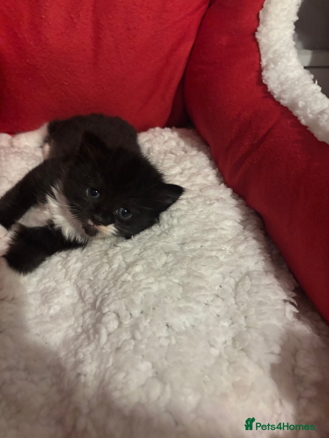 Mixed Breed cats for sale: Maine coon/ BomBay kittens  - Image 4