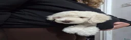 Cockapoo dogs for sale: Cockapoo puppies ready in one week - Advert 15